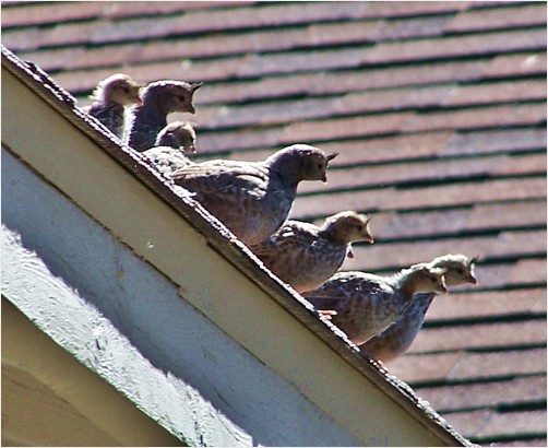 Quail Fledglings